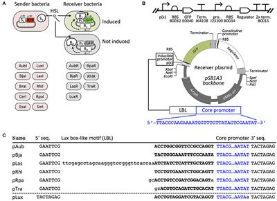 Engineered Orthogonal Quorum Sensing Systems for Synthetic Gene Regulation in Escherichia coli